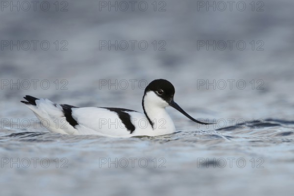 On the high seas... Avocet (Recurvirostra avosetta), swimming on the North Sea coast, characteristic black and white wading bird with long, upward curved bill, native birds, animals, nature, North Holland, Netherlands, Western Europe