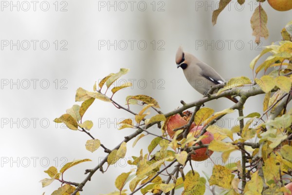 Appetite in an apple tree... Waxwing (Bombycilla garrulus), winter visitor, typical invasive bird eyes an apple, eats from an apple in a tree, native birds, wildlife, nature, Lower Rhine, North Rhine-Westphalia, Germany, Western Europe