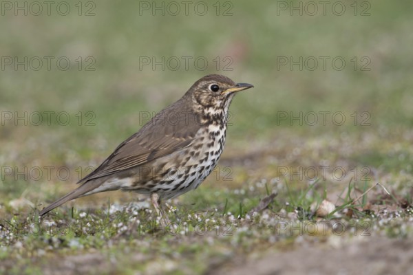 Inconspicuous... Song thrush (Turdus philomelos) in a meadow on the ground, native songbird that is hardly noticeable unless it sings, one of the best singers among the native songbirds, native birds, wildlife, nature, Lower Rhine, North Rhine-Westphalia, Germany