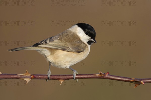 Resident bird... Marsh tit (Poecile palustris), relatively inconspicuous but pretty little tit, songbird, with us all year round, occasional guest at winter feeders, native birdlife, wildlife, nature, Lower Rhine, Rhineland, North Rhine-Westphalia, Germany, Western Europe