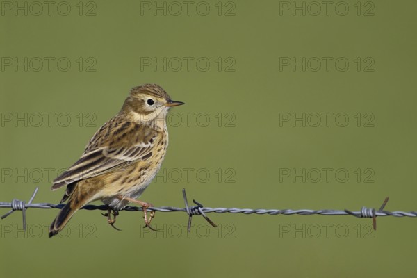 At the Wiesenrain... Meadow pipit (Anthus pratensis) sitting on a barbed wire fence, typical behaviour, such wires and posts are often used as perches, typical meadow bird, extensive meadows, open country, native birds, wildlife, nature, Lower Saxony, Germany, Western Europe