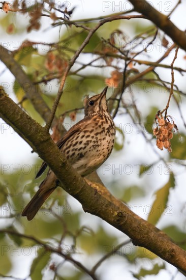 In the evening light... Song thrush (Turdus philomelos) sits hidden high up in the bushes, in a tree, native birds, wildlife, nature, North Rhine-Westphalia, Germany, Western Europe