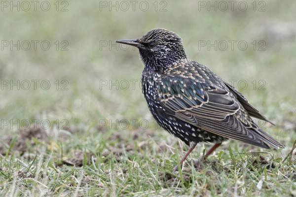 On the meadows of the Lower Rhine... Starling (Sturnus vulgaris) sitting on the ground in the grass, beautifully marked, almost everywhere native, well-known songbird, native birds, wildlife, nature, Lower Rhine, North Rhine-Westphalia, Germany, Western Europe