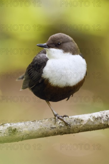 In the grove at the edge of the bank... White-throated Dipper (Cinclus cinclus) resting relaxed on one leg on a branch against a bright summery natural background, native birds, wildlife, nature, Lower Rhine, North Rhine-Westphalia, Germany, Western Europe