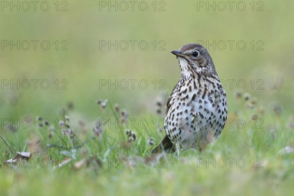 In spring... Song thrush (Turdus philomelos) on the lookout for potential dangers, looking around attentively, frontal view showing the typical breast pattern, native birds, wildlife, nature, Lower Rhine, Rhine district Neuss, North Rhine-Westphalia, Germany