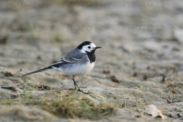 On the ground... White wagtail (Motacilla alba), in places common, typical and generally known characteristic songbird, native birds wildlife, nature, Rhine bank, Rhine district Neuss, North Rhine-Westphalia, Germany, Western Europe
