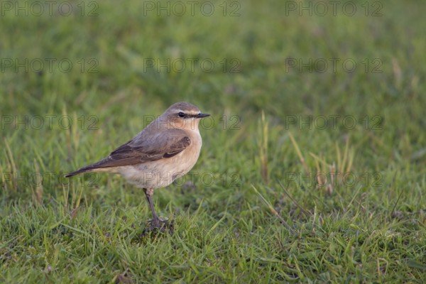 Early morning light... Wheatear (Oenanthe oenanthe), widespread but rather unknown songbird, native to almost all of Europe, migratory bird, pure insectivore, loves rather barren terrain, native birds, wildlife, nature, North Rhine-Westphalia, Germany, Western Europe