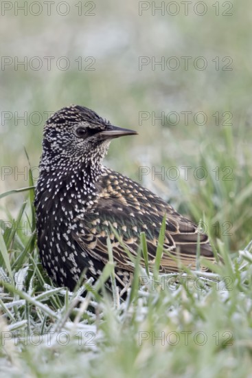Always keeping an eye on the others... Starling (Sturnus vulgaris) sitting on the ground in the grass in winter, looking around, looking at the rest of its flock of starlings, native birds, wildlife, nature, North Rhine-Westphalia, Germany, Western Europe
