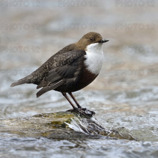 White-throated Dipper (Cinclus cinclus) standing on a stone in the middle of the fast-flowing water of a clean river, stream, conspicuous by its white breast and rounded body shape, North Rhine-Westphalia, Germany, Western Europe, native birds, wildlife, nature