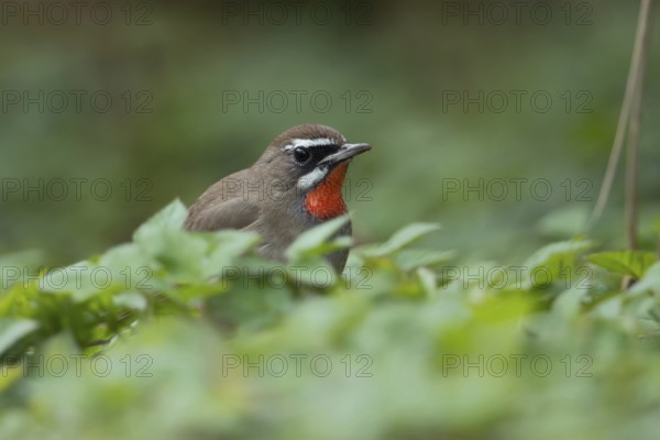 Deep in the vegetation... Ruby-throated Robin (Luscinia calliope), male, male songbird in splendid plumage, rare exception throughout Central Europe, errant, actual home in Eastern Europe, Asia, birds, wildlife, nature, Hoogwoud, North Holland, Netherlands