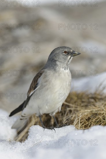 In the typical habitat... Snow sparrow (Montifringilla nivalis) among snow remains in early spring high up in the mountains, in the Alps, Valais, Swiss Alps, Switzerland, native birds, wildlife, nature