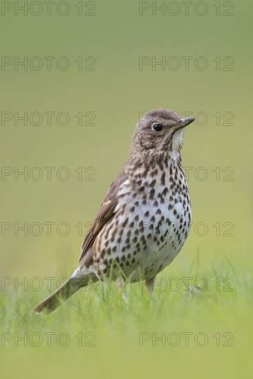 Gifted singer... Song thrush (Turdus philomelos) on the ground on grass, in breeding plumage, splendid plumage, attentively watches over the surroundings, well-known, almost everywhere native songbird, native birds, wildlife, nature, Lower Rhine, North Rhine-Westphalia, Germany, Western Europe