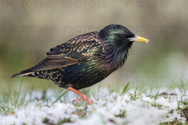 Foraging in the snow... Starling (Sturnus vulgaris) in iridescent breeding plumage foraging in the snow, late onset of winter, native birds, wildlife, nature, southern Sweden, Sweden, Scandinavia, northern Europe