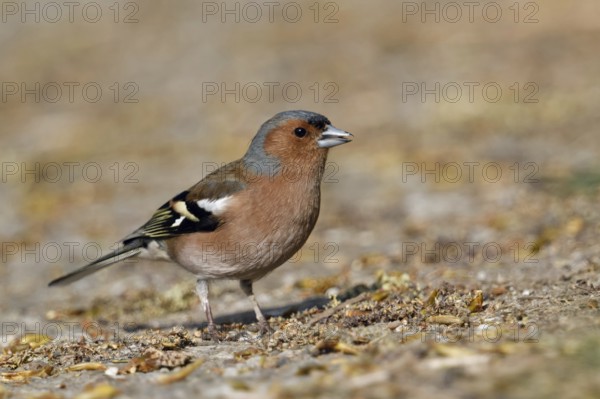 In search of food... Chaffinch (Fringilla coelebs) sits on the ground, male in splendid plumage, native birds, wildlife, nature, North Rhine-Westphalia, Germany