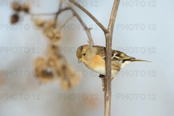 Brambling (Fringilla montifringilla) sitting on the stem of a burdock, in a flowering strip, in search of food, native songbird, typical winter visitor also in North Rhine-Westphalia, native birds, wildlife, nature, wildlife, North Rhine-Westphalia, Germany, Western Europe