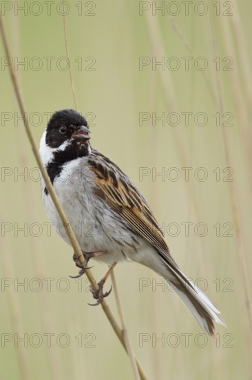 Typical reed dweller... Reed bunting (Emberiza schoeniclus), male singing in a typical environment sitting on a reed stalk native birds, wildlife, nature, Lower Rhine, North Rhine-Westphalia, Germany, Western Europe