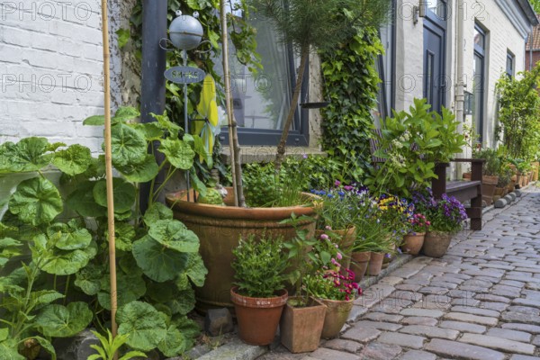 Flowers and flower pots in front of a house in the old town centre, Eckernförde, Baltic Sea, Schleswig-Holstein, Germany