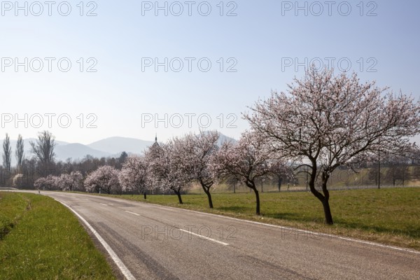 Country road with blossoming almond trees, almond tree (Prunus dulcis), Siebeldingen, German Wine Route, also Southern Wine Route, Southern Palatinate, Palatinate, Rhineland-Palatinate, Germany