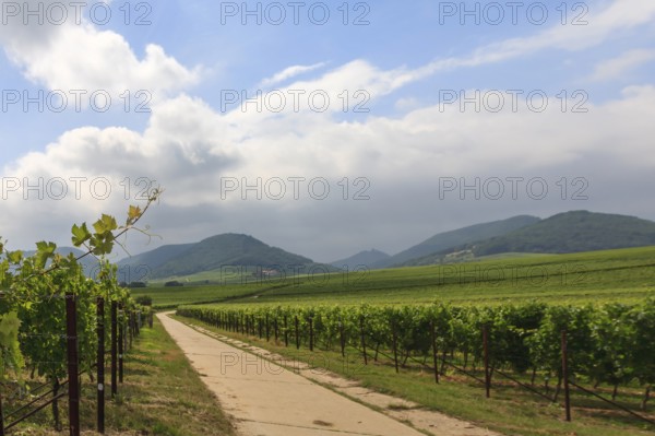 Path between vineyards, in the background the Palatinate Forest, Southern Palatinate, Palatinate, Rhineland-Palatinate, Germany