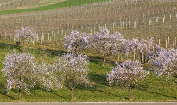 Almond tree blossom (Prunus dulcis), spring in the Southern Palatinate, Palatinate, Rhineland-Palatinate, Germany