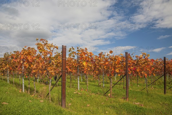 An autumnal vineyard with brightly coloured leaves under a blue sky with clouds, Southern Palatinate, Palatinate, Rhineland-Palatinate, Germany