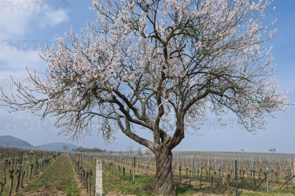 Flowering almond tree (Prunus dulcis) in a vineyard, Southern Palatinate, Palatinate, Rhineland-Palatinate, Germany