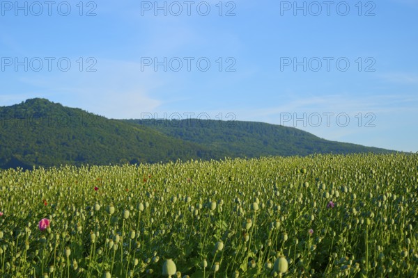 Opium poppy (Papaver somniferum), view over a wide field with poppy capsules and green hills in the background, summer, Germerode, Geo nature park Park Frau-Holle-Land, Hoher Meissner, Hesse, Germany