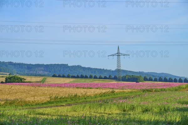 Opium poppy (Papaver somniferum), wide landscape with flowering poppy fields and a power pole on the horizon, summer, Germerode, Geo nature park Park Frau-Holle-Land, Hoher Meissner, Hesse, Germany