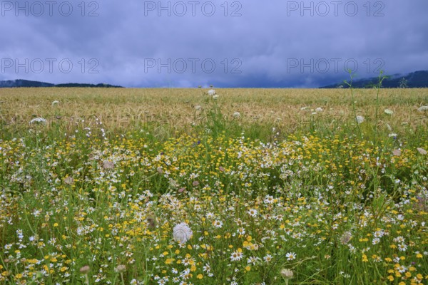 Blooming wildflowers in front of a corn field under a cloudy sky, summer, Germerode, Geo nature park Park Frau-Holle-Land, Hoher Meissner, Hesse, Germany
