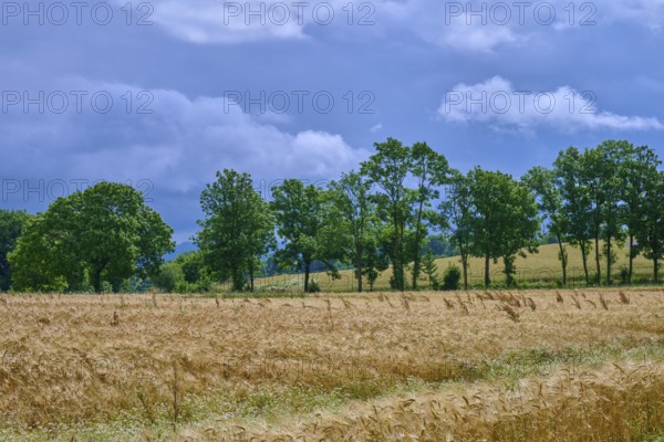 Green trees line a wide grain field under a cloudy sky, summer, Germerode, Geo nature park Park Frau-Holle-Land, Hoher Meissner, Hesse, Germany