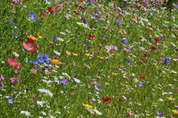 Colourful wildflower meadow with vibrant colours, summer, Germerode, Geo nature park Park Frau-Holle-Land, Hoher Meissner, Hesse, Germany