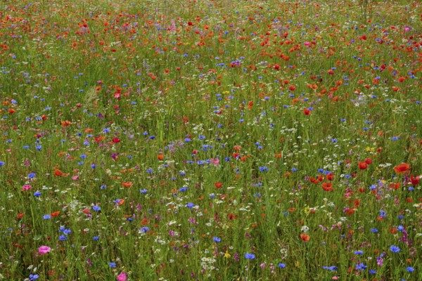 Meadow full of colourful wildflowers and poppies in a natural setting, summer, Germerode, Geo nature park Park Frau-Holle-Land, Hoher Meissner, Hesse, Germany