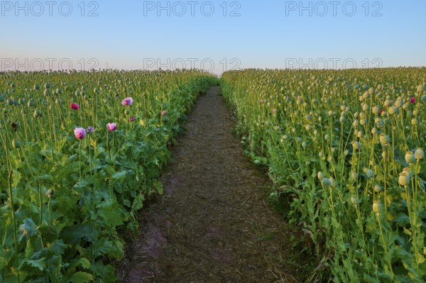 Opium poppy (Papaver somniferum), field of poppy capsules through which a narrow path leads, summer, Germerode, Geo nature park Park Frau-Holle-Land, Hoher Meissner, Hesse, Germany