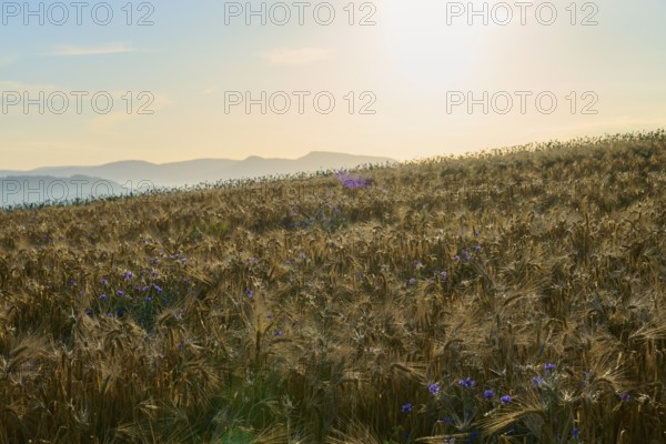 Opium poppy (Papaver somniferum), golden cornfield with wildflowers at sunrise in front of a hilly landscape, summer, Germerode, Geo nature park Park Frau-Holle-Land, Hoher Meissner, Hesse, Germany