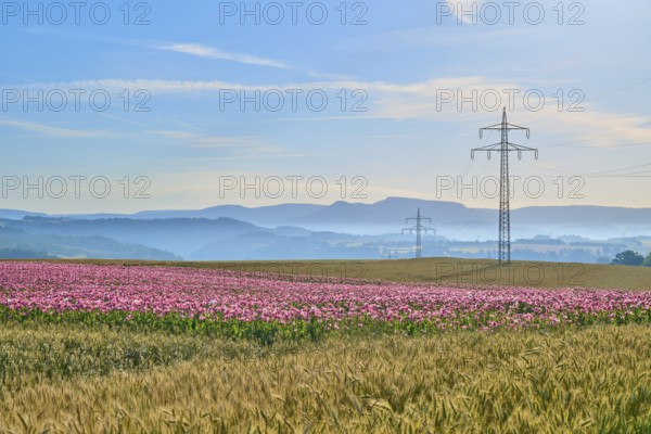 Opium poppy (Papaver somniferum), wide landscape with flowering poppy field and electricity pylons and grain field, summer, Germerode, Geo nature park Park Frau-Holle-Land, Hoher Meissner, Hesse, Germany