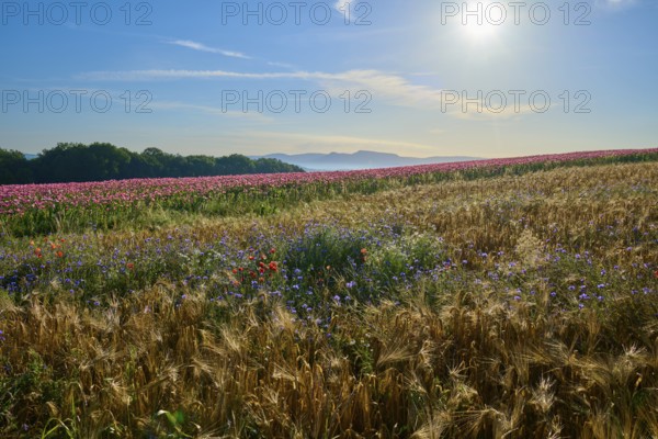 Opium poppy (Papaver somniferum), view over grain and poppy fields with colourful wildflowers under a blue sky, summer, Germerode, Geo nature park Park Frau-Holle-Land, Hoher Meissner, Hesse, Germany