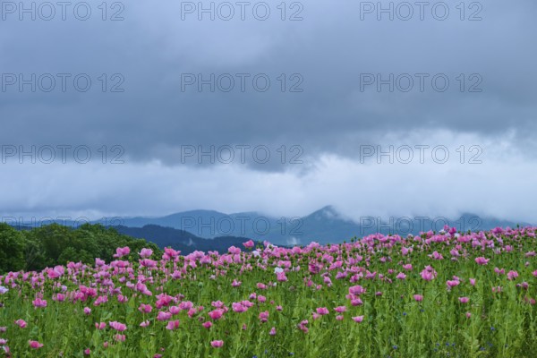 Opium poppy (Papaver somniferum), pink poppy field under a cloudy sky with mountains in the background, summer, Germerode, Geo nature park Park Frau-Holle-Land, Hoher Meissner, Hesse, Germany