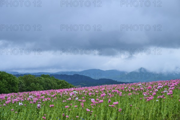 Opium poppy (Papaver somniferum), pink poppy field under a dramatic cloudy sky in a hilly landscape, summer, Germerode, Geo nature park Park Frau-Holle-Land, Hoher Meissner, Hesse, Germany