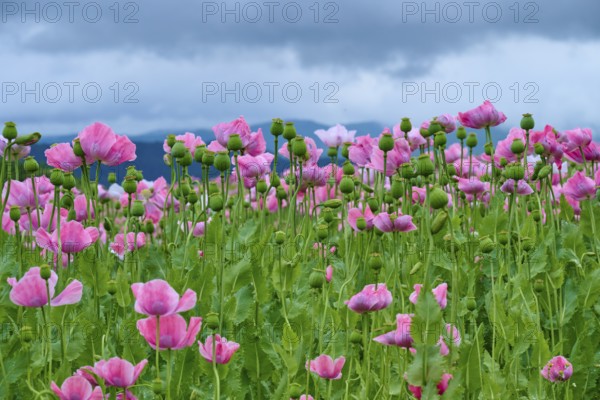 Opium poppy (Papaver somniferum), close-up of a pink poppy field in front of a cloudy sky, summer, Germerode, Geo nature park Park Frau-Holle-Land, Hoher Meissner, Hesse, Germany