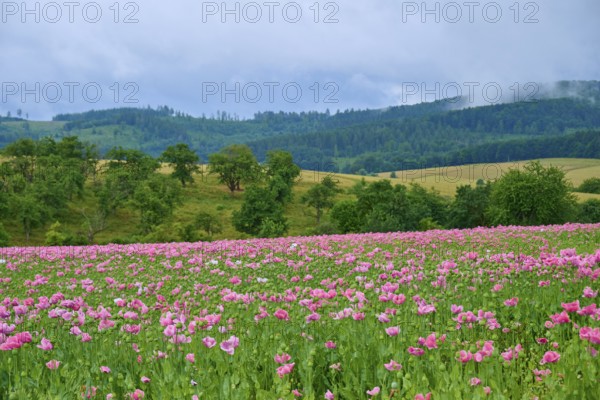 Opium poppy (Papaver somniferum), pink poppy field in hilly landscape with dramatic sky, summer, Germerode, Geo nature park Park Frau-Holle-Land, Hoher Meissner, Hesse, Germany