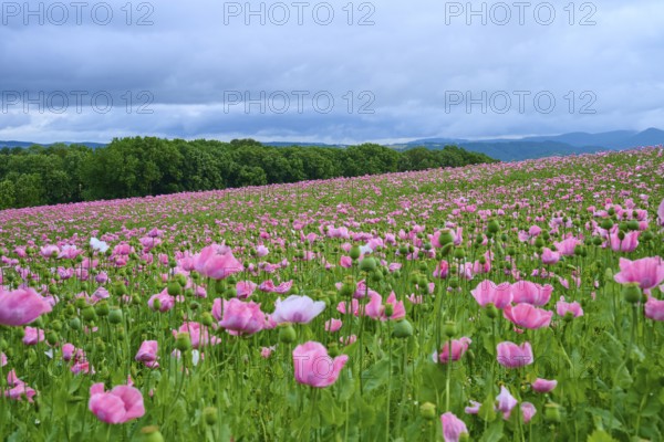 Opium poppy (Papaver somniferum), extensive pink poppy field under a cloudy sky with panoramic view, summer, Germerode, Geo nature park Park Frau-Holle-Land, Hoher Meissner, Hesse, Germany