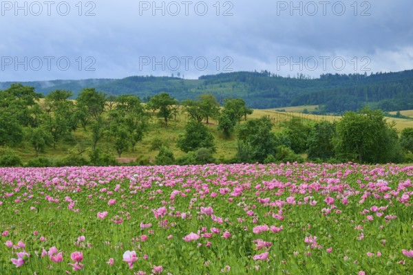 Opium poppy (Papaver somniferum), flowering poppy meadow in front of wooded hills under a cloudy sky, summer, Germerode, Geo nature park Park Frau-Holle-Land, Hoher Meissner, Hesse, Germany