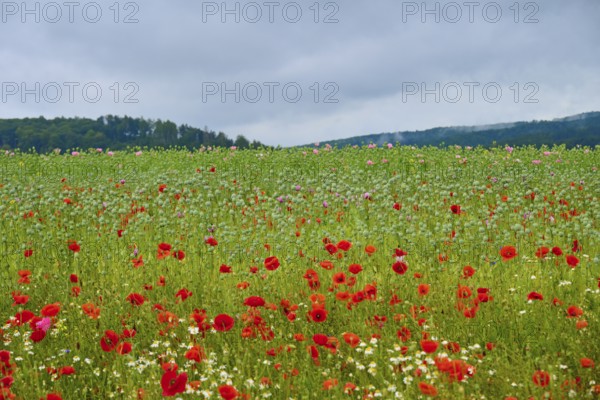 Wide field with red poppies (Papaver rhoeas), under a grey sky, summer, Germerode, Geo nature park Park Frau-Holle-Land, Hoher Meissner, Hesse, Germany