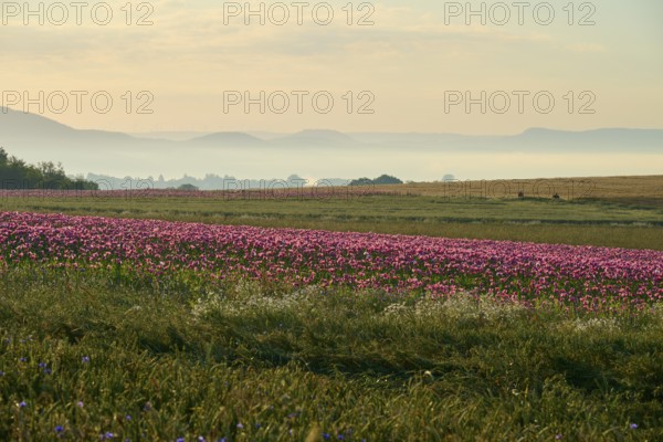 Opium poppy (Papaver somniferum), wide landscape with blooming poppy fields in the soft morning light, summer, Germerode, Geo nature park Park Frau-Holle-Land, Hoher Meissner, Hesse, Germany