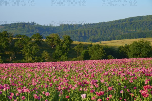 Opium poppy (Papaver somniferum), flowering poppy field in front of rolling green hills under a clear sky, summer, Germerode, Geo nature park Park Frau-Holle-Land, Hoher Meissner, Hesse, Germany