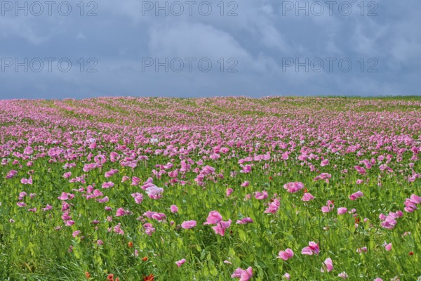 Opium poppy (Papaver somniferum), a field full of pink flowering poppies under a cloudy sky, summer, Germerode, Geo nature park Park Frau-Holle-Land, Hoher Meissner, Hesse, Germany