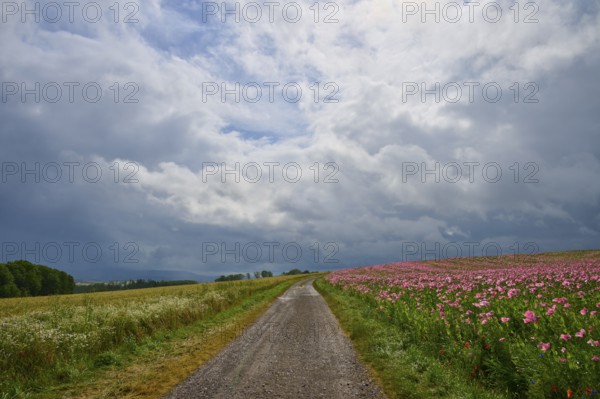 A country lane, adjacent to a field of opium poppy (Papaver somniferum), and grain field, under a cloudy sky, summer, Germerode, Geo nature park Park Frau-Holle-Land, Hoher Meissner, Hesse, Germany