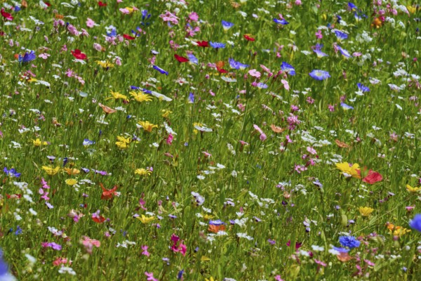 Lively meadow with colourful wildflowers, summer, Germerode, Geo nature park Park Frau-Holle-Land, Hoher Meissner, Hesse, Germany