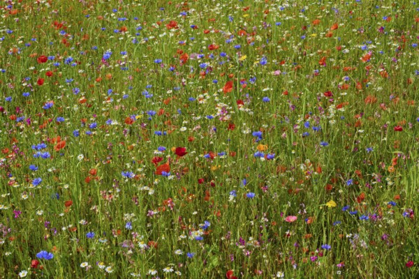 Lush meadow with a variety of colourful wildflowers in a natural setting, summer, Germerode, Geo nature park Park Frau-Holle-Land, Hoher Meissner, Hesse, Germany