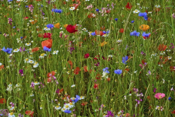 Colourful wildflowers, including red poppies, in a lively meadow, summer, Germerode, Geo nature park Park Frau-Holle-Land, Hoher Meissner, Hesse, Germany